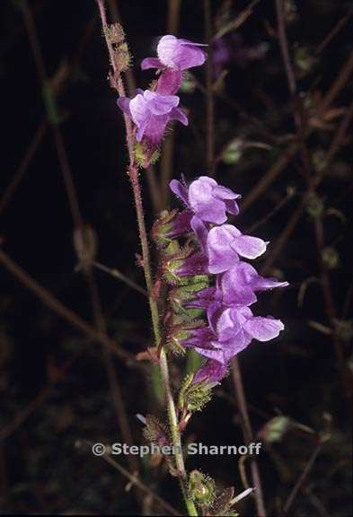 antirrhinum vexillocalyculatum 1 graphic